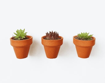 Magnetic Tiny Terracotta Pot Succulent Favours - Sustainable Small Eco-friendly Plant, Zero Plastic Mini Sempervivum | Just 2cm!!