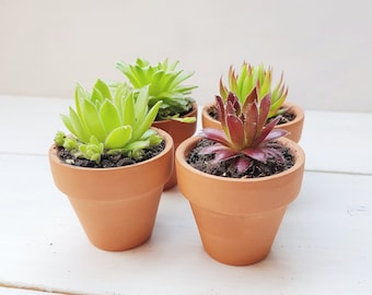 Succulent Terracotta Favours - Sustainable Small Eco-friendly Plant, Zero Plastic Tiny Mini Sempervivum | 5cm Pot Set of 4