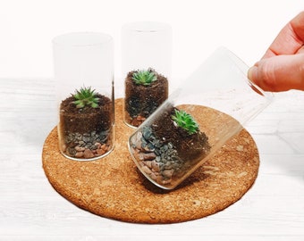 The 9.5cm Mini Succulent Terrarium - Sustainable Tiny Ecosystem, Small Eco-friendly Alpine Plant, Zero Plastic Glass Bottle Sempervivum