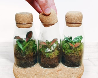 The 12.5cm Cork Bottle Fittonia Terrarium - Tiny Enclosed Ecosystem, Sustainable Small Eco-friendly Plant, Zero Plastic Mini Glass Bottle