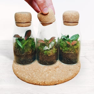 The 12.5cm Cork Bottle Fittonia Terrarium Tiny Enclosed Ecosystem, Sustainable Small Eco-friendly Plant, Zero Plastic Mini Glass Bottle image 1