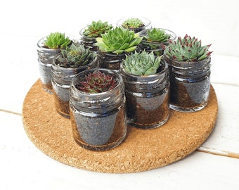 Succulent Glass Jar Favours - Sustainable Small Eco-friendly Plant, Zero Plastic Tiny Mini Sempervivum | 4cm Pot Bulk Pricing & Customisable