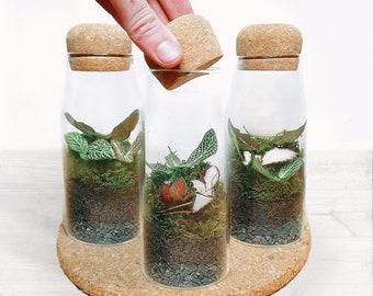 The 17cm Cork Bottle Fittonia Terrarium - Tiny Enclosed Ecosystem, Sustainable Small Eco-friendly Plant, Zero Plastic Large Glass Bottle