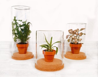 The Glass Cloche Selection with Natural Cork Bases - 3 Sizes - Ideal Houseplant Terrarium Display Specimen Jar, Minimalist Home | 14.5-25cm