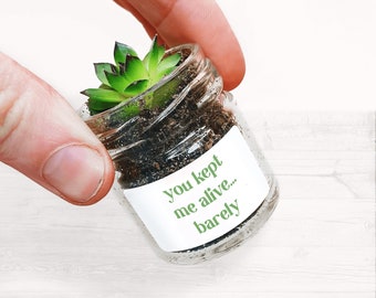 Personalised Sarcastic Succulent Glass Jar Favours - Sustainable Small Eco-friendly Plant Pun, Zero Plastic Tiny Mini Sempervivum | 4cm Pot