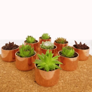 May include: Ten small succulent plants in copper pots on a cork surface. The plants are various shades of green and brown.