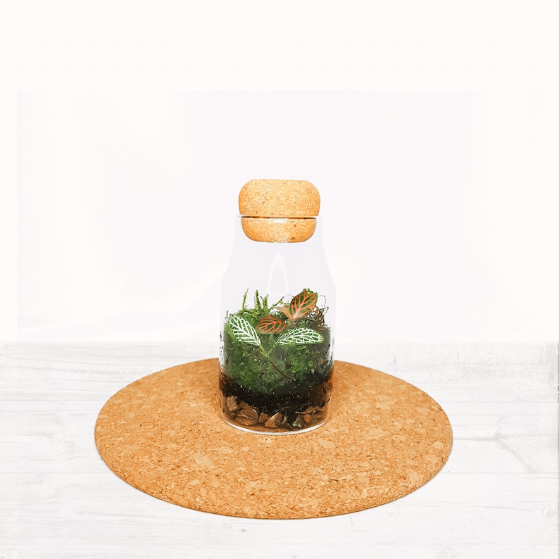 The Cork Bottle Fittonia Terrarium Selection Tiny Enclosed Ecosystem, Sustainable Small Eco-friendly Plant, Zero Plastic Mini Glass Bottle image 4