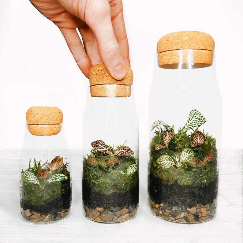 The Cork Bottle Fittonia Terrarium Selection Tiny Enclosed Ecosystem, Sustainable Small Eco-friendly Plant, Zero Plastic Mini Glass Bottle image 3