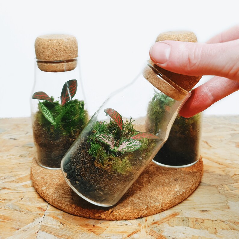 The 12.5cm Cork Bottle Fittonia Terrarium Tiny Enclosed Ecosystem, Sustainable Small Eco-friendly Plant, Zero Plastic Mini Glass Bottle image 5