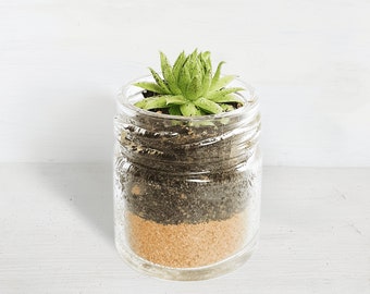 Succulent Glass Jar Favours - Sustainable Small Eco-friendly Plant, Zero Plastic Tiny Mini Sempervivum | 4cm Pot Sand Layer