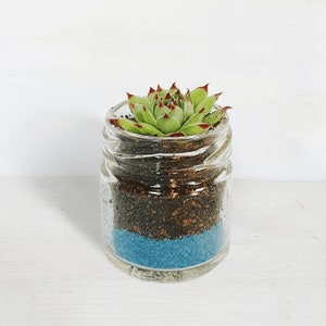 May include: A small succulent plant in a clear glass jar with a blue layer of decorative sand at the bottom.