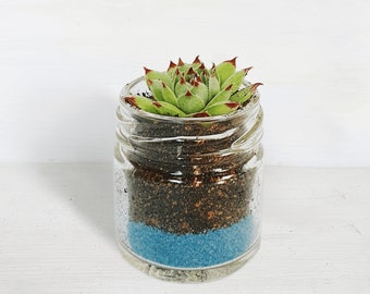 Succulent Glass Jar Favours - Sustainable Small Eco-friendly Plant, Zero Plastic Tiny Mini Sempervivum | 4cm Pot Blue Sand Layer