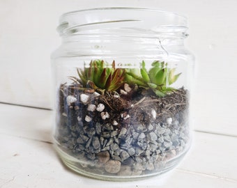 The 8.5cm DIY Succulent Terrarium Kit with Glass Jar Stones Gravel Soil Plants - Sustainable Small Eco-friendly, Zero Plastic Sempervivum