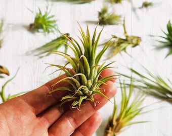 Air Plant Lucky Dip - Sustainable Small Eco-friendly Plant, Zero Plastic Tiny Live Tillandsia Pot | Mixed Sizes!