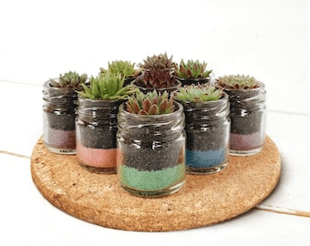 Colourful Succulent Glass Jar Favours - Sustainable Small Eco-friendly Plant, Zero Plastic Sempervivum | 4cm Pot Bulk Pricing & Customisable