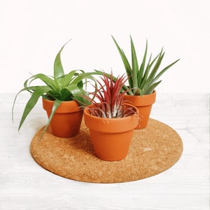 May include: Three small potted air plants in terracotta pots on a cork coaster. The plants are arranged in a circle. The plants are green and red.