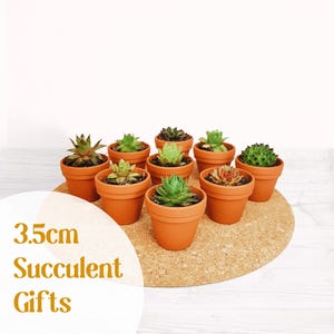 Mini Terracotta Pot Succulent Gifts - Sustainable Small Eco-friendly Plant, Zero Plastic Tiny Sempervivum Favours | Just 3.5cm!!