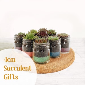 May include: A group of small succulent plants in clear glass jars. Each jar has layers of coloured sand and dark soil, with the succulents in shades of green and red. The text "4cm Succulent Gifts" is visible.