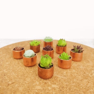 May include: A collection of small succulents planted in copper pots, arranged on a cork surface. The succulents are a variety of green and brown shades.