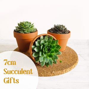 Succulent Terracotta Pot Gifts - Sustainable Small Eco-friendly Plant, Zero Plastic Medium Sempervivum Favours | 7cm