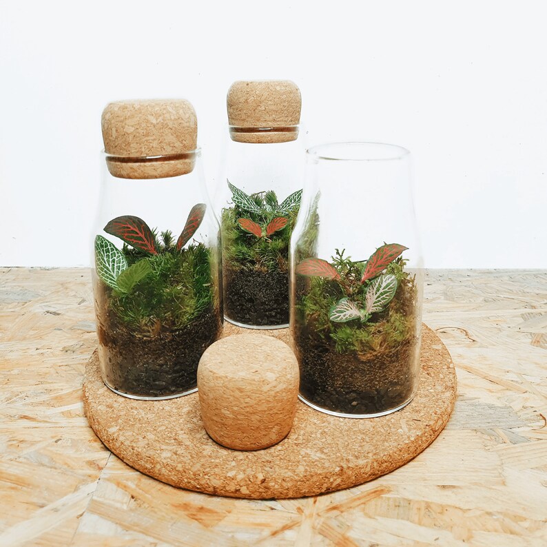 The 12.5cm Cork Bottle Fittonia Terrarium Tiny Enclosed Ecosystem, Sustainable Small Eco-friendly Plant, Zero Plastic Mini Glass Bottle image 7