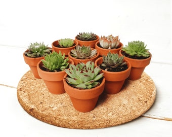 Succulent Terracotta Favours - Sustainable Small Eco-friendly Plant, Zero Plastic Medium Sempervivum | 5cm Pot Bulk Pricing