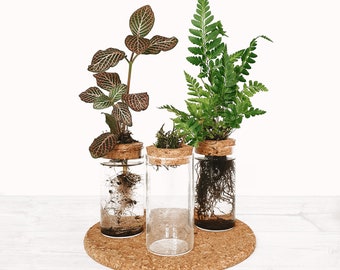 The Propagation Station Kit | Desktop Cork Hydroponic Vase  - Ideal Gifts, Wedding / Baby Shower Favours | 4.5x10cm Zero Plastic