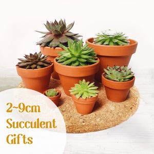 May include: A collection of succulents in terracotta pots, varying from 2 to 9cm in diameter. The plants showcase diverse shades of green and burgundy. The image includes the text "Succulent Gifts".