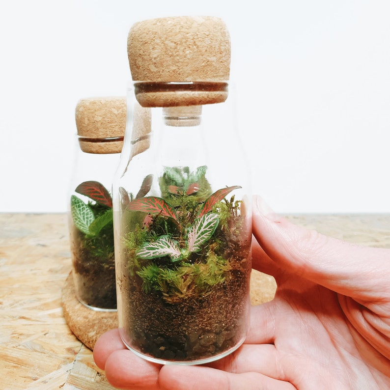 The 12.5cm Cork Bottle Fittonia Terrarium Tiny Enclosed Ecosystem, Sustainable Small Eco-friendly Plant, Zero Plastic Mini Glass Bottle image 6