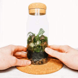 The Cork Bottle Fittonia Terrarium Selection Tiny Enclosed Ecosystem, Sustainable Small Eco-friendly Plant, Zero Plastic Mini Glass Bottle image 6