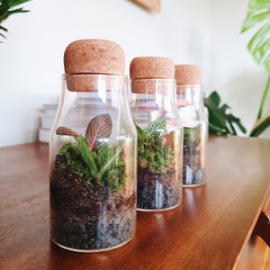 The 12.5cm Cork Bottle Fittonia Terrarium Tiny Enclosed Ecosystem, Sustainable Small Eco-friendly Plant, Zero Plastic Mini Glass Bottle image 8