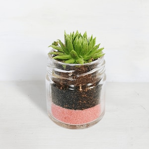 Succulent Glass Jar Gifts - Sustainable Small Eco-friendly Plant, Zero Plastic Tiny Mini Sempervivum Favours | 4cm Pot Pink Sand Layer
