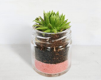 Succulent Glass Jar Favours - Sustainable Small Eco-friendly Plant, Zero Plastic Tiny Mini Sempervivum | 4cm Pot Pink Sand Layer