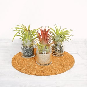 May include: Three air plants in glass jars with cork lids, sitting on a cork coaster. The plants are green, red, and green, and the jars are filled with sand and small stones.