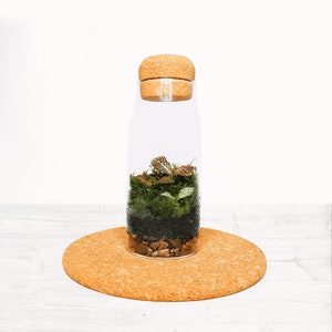 The Cork Bottle Fittonia Terrarium Selection Tiny Enclosed Ecosystem, Sustainable Small Eco-friendly Plant, Zero Plastic Mini Glass Bottle image 5