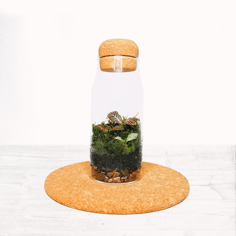 The Cork Bottle Fittonia Terrarium Selection Tiny Enclosed Ecosystem, Sustainable Small Eco-friendly Plant, Zero Plastic Mini Glass Bottle image 5