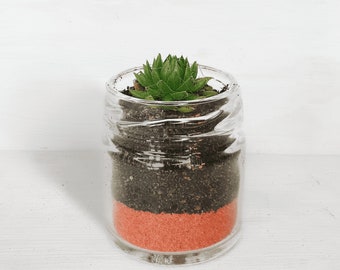 Succulent Glass Jar Favours - Sustainable Small Eco-friendly Plant, Zero Plastic Tiny Mini Sempervivum | 4cm Pot Red Sand Layer