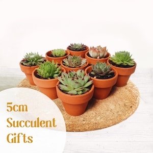 May include: A selection of small succulents in terracotta pots, displayed on a round cork base. The plants feature diverse green and red hues. The image includes the text "5cm Succulent Gifts".