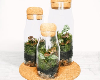 The Cork Bottle Fittonia Terrarium Selection - Tiny Enclosed Ecosystem, Sustainable Small Eco-friendly Plant, Zero Plastic Mini Glass Bottle