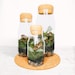 see more listings in the Kits & Terrariums section