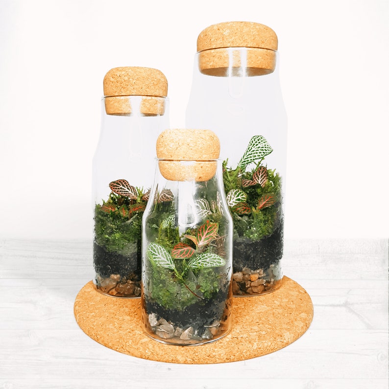 The Cork Bottle Fittonia Terrarium Selection Tiny Enclosed Ecosystem, Sustainable Small Eco-friendly Plant, Zero Plastic Mini Glass Bottle image 1