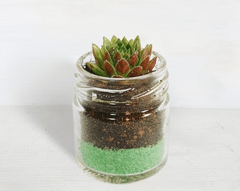 Succulent Glass Jar Favours - Sustainable Small Eco-friendly Plant, Zero Plastic Tiny Mini Sempervivum | 4cm Pot Green Sand Layer