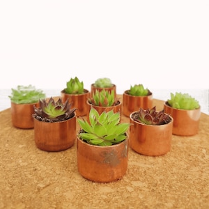 May include: A collection of small succulents planted in copper pots. The pots are arranged in a circle on a cork surface.