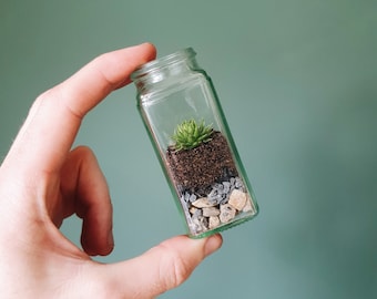 The 9cm Mini Upcycled Succulent Terrarium - Sustainable Tiny Ecosystem, Small Eco-friendly Alpine Plant, Zero Plastic Glass Jar Sempervivum