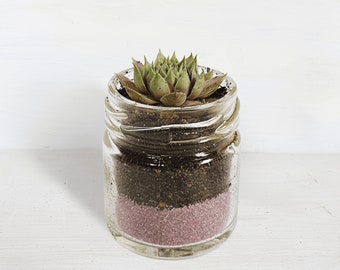 Succulent Glass Jar Favours - Sustainable Small Eco-friendly Plant, Zero Plastic Tiny Mini Sempervivum | 4cm Pot Purple Sand Layer