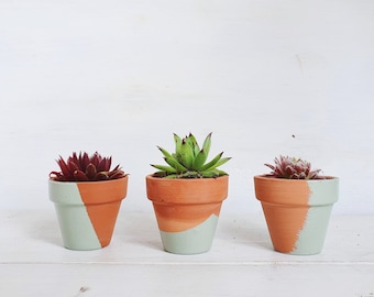 Hand Painted Succulent Terracotta Favours - Sustainable Small Eco-friendly Plant, Zero Plastic Tiny Mini Sempervivum | 5cm Pot