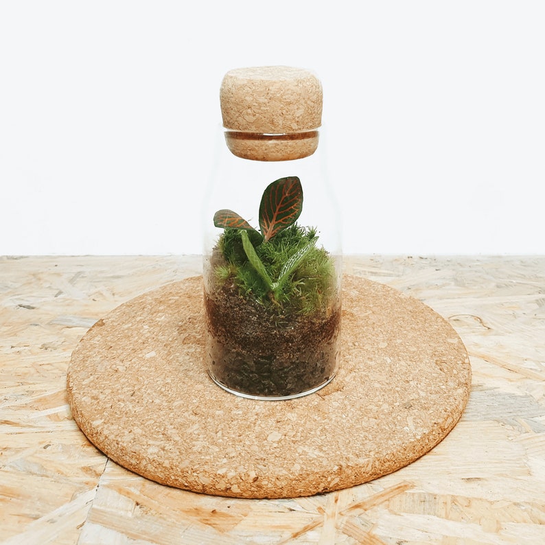 The 12.5cm Cork Bottle Fittonia Terrarium Tiny Enclosed Ecosystem, Sustainable Small Eco-friendly Plant, Zero Plastic Mini Glass Bottle image 2