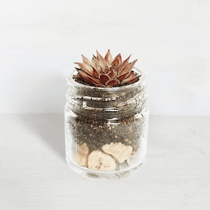 Succulent Glass Jar Gifts - Sustainable Small Eco-friendly Plant, Zero Plastic Tiny Mini Sempervivum Favours | 4cm Pot Stone Layer