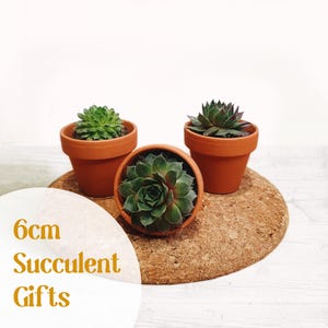 Succulent Terracotta Pot Gifts - Sustainable Small Eco-friendly Plant, Zero Plastic Medium Sempervivum Favours | 6cm