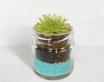 Succulent Glass Jar Favours - Sustainable Small Eco-friendly Plant, Zero Plastic Tiny Mini Sempervivum | 4cm Pot Turquoise Sand Layer